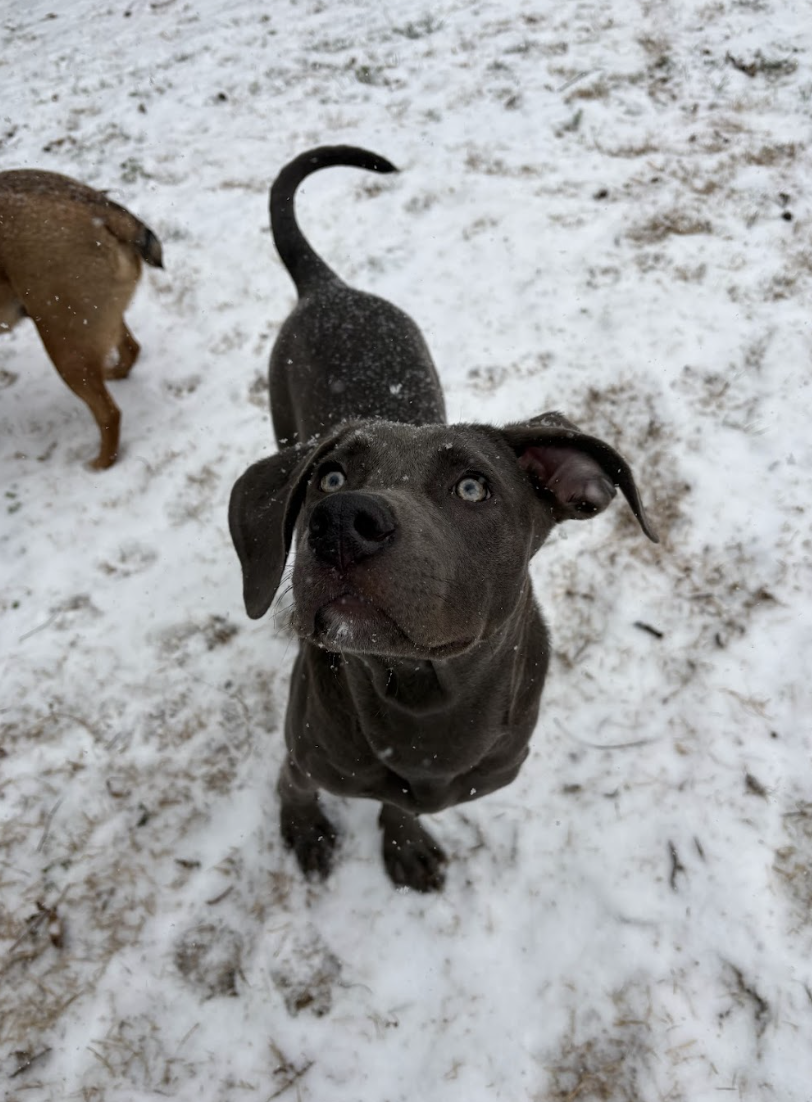 Screenshot 2026-01-24 at 3.28.15 PM.png