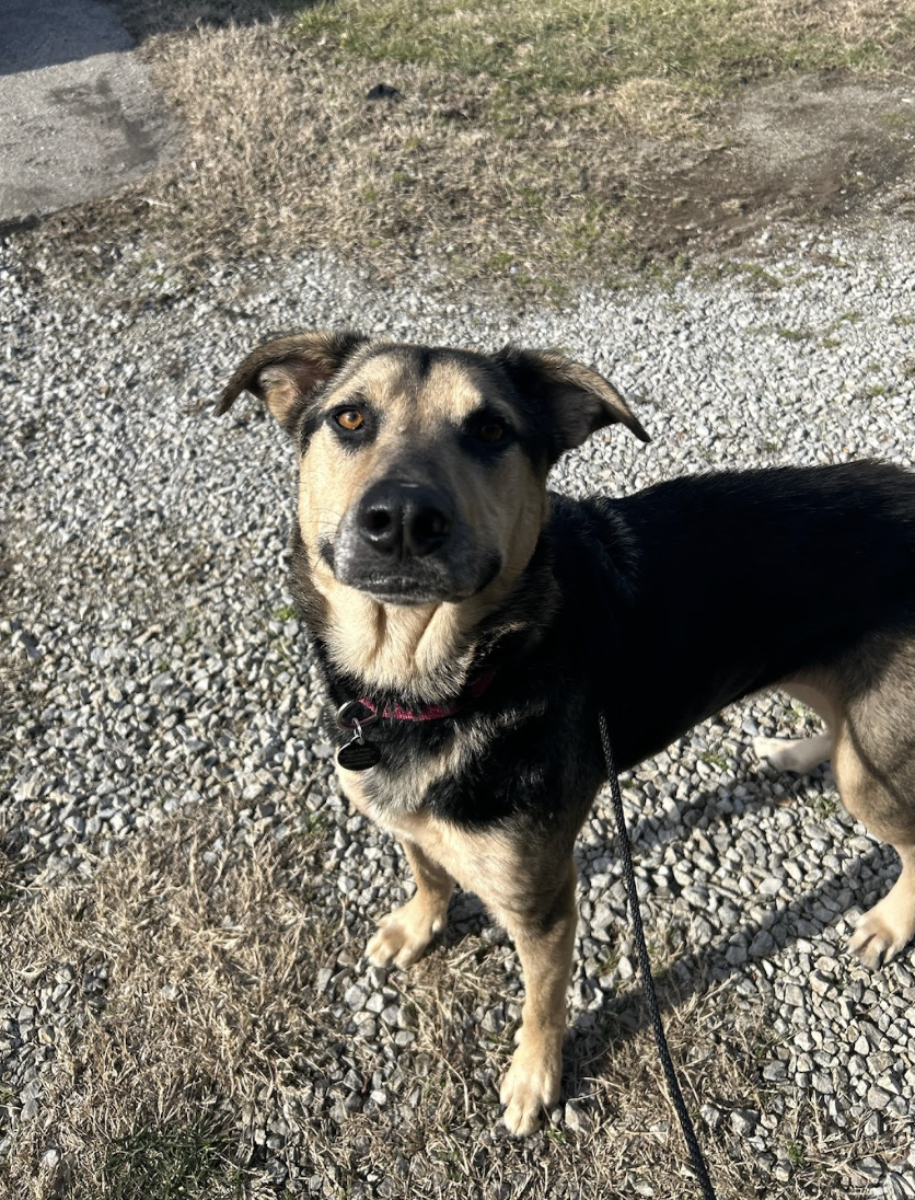 Screenshot 2026-02-12 at 2.21.02 PM.png