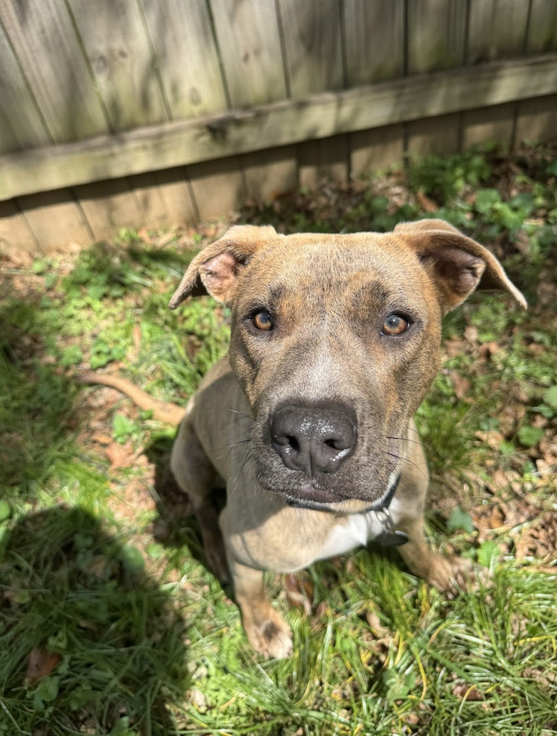 Screenshot 2026-04-08 at 3.15.29 PM.png