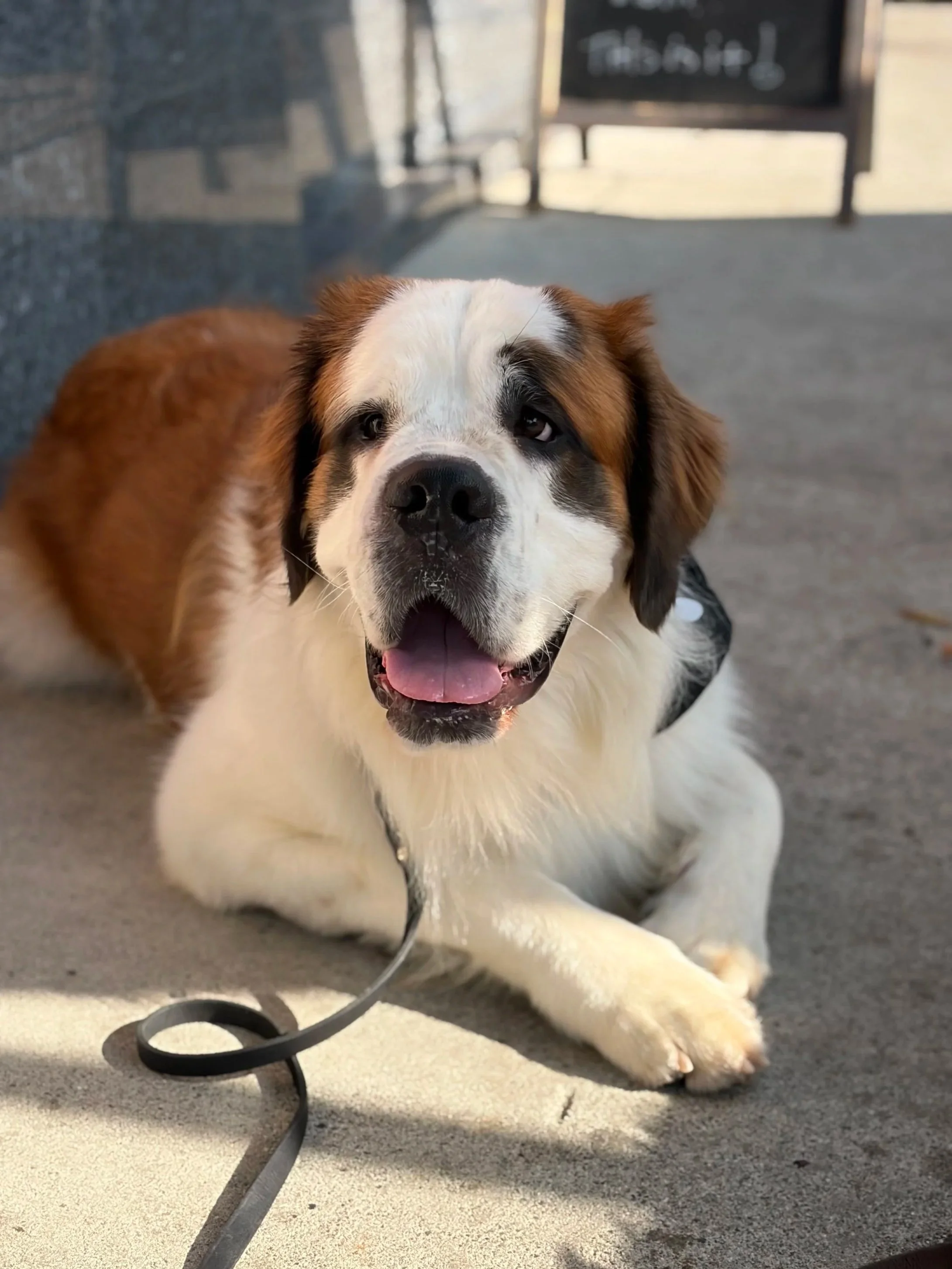 Saint Bernardage: 2 Years Oldgender: Maleweight: 121 Lbs