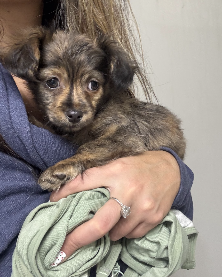 Screenshot 2025-12-22 at 9.15.13 AM.png