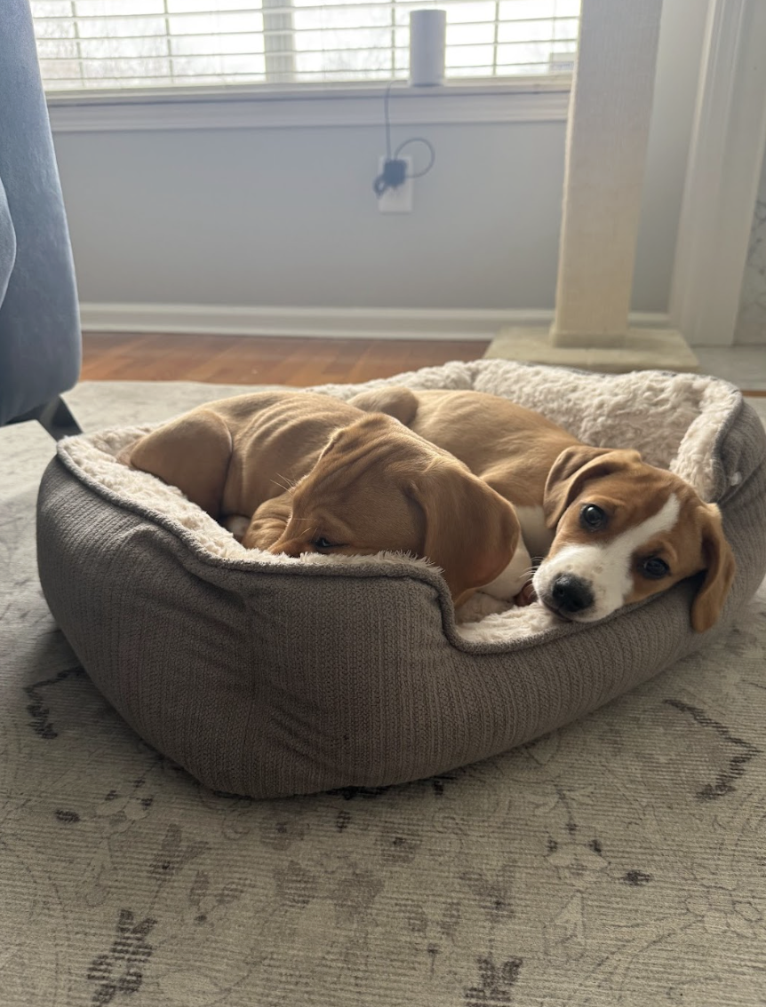 Screenshot 2026-01-29 at 12.11.21 PM.png