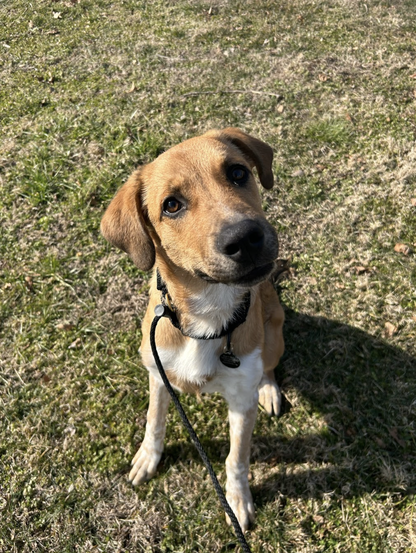 Screenshot 2026-02-12 at 3.07.51 PM.png