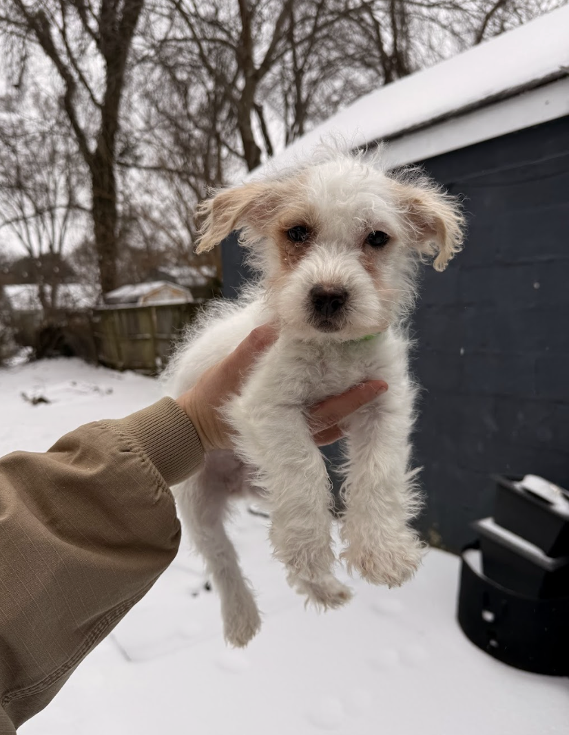 Screenshot 2026-01-24 at 7.42.41 PM.png