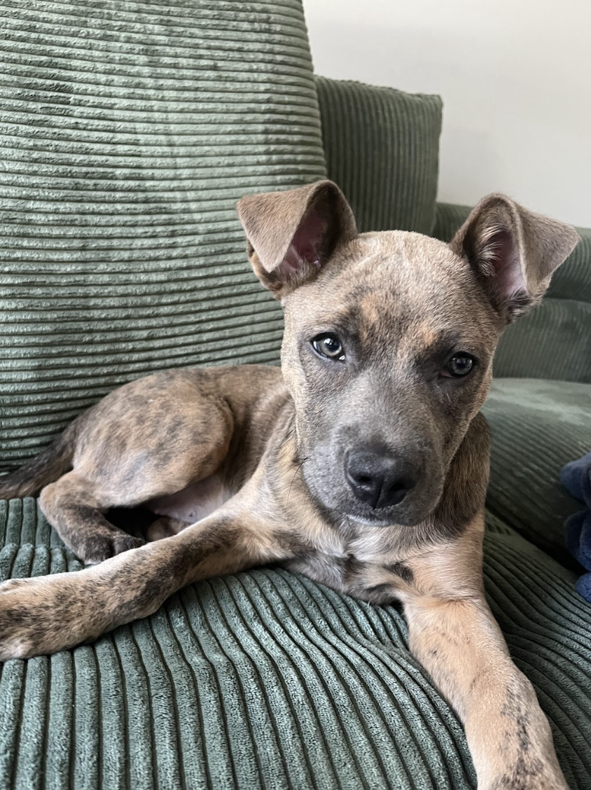 Screenshot 2026-02-20 at 4.14.55 PM.png