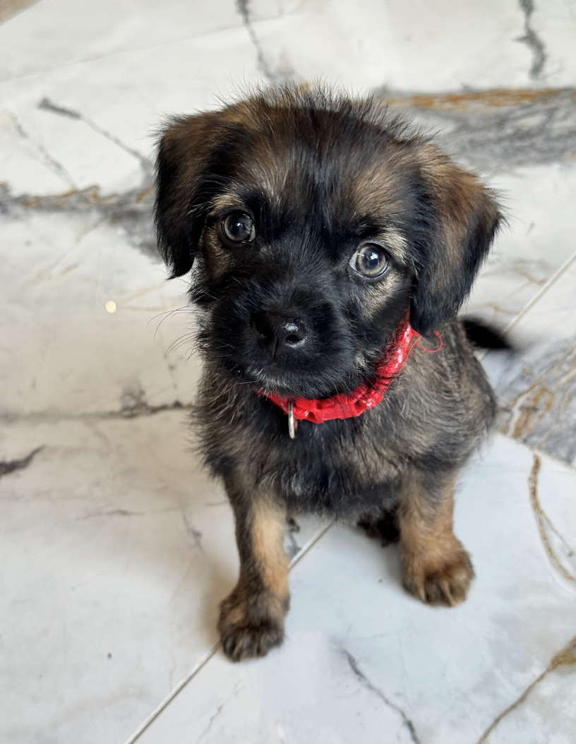 Screenshot 2026-01-17 at 2.48.21 PM.png