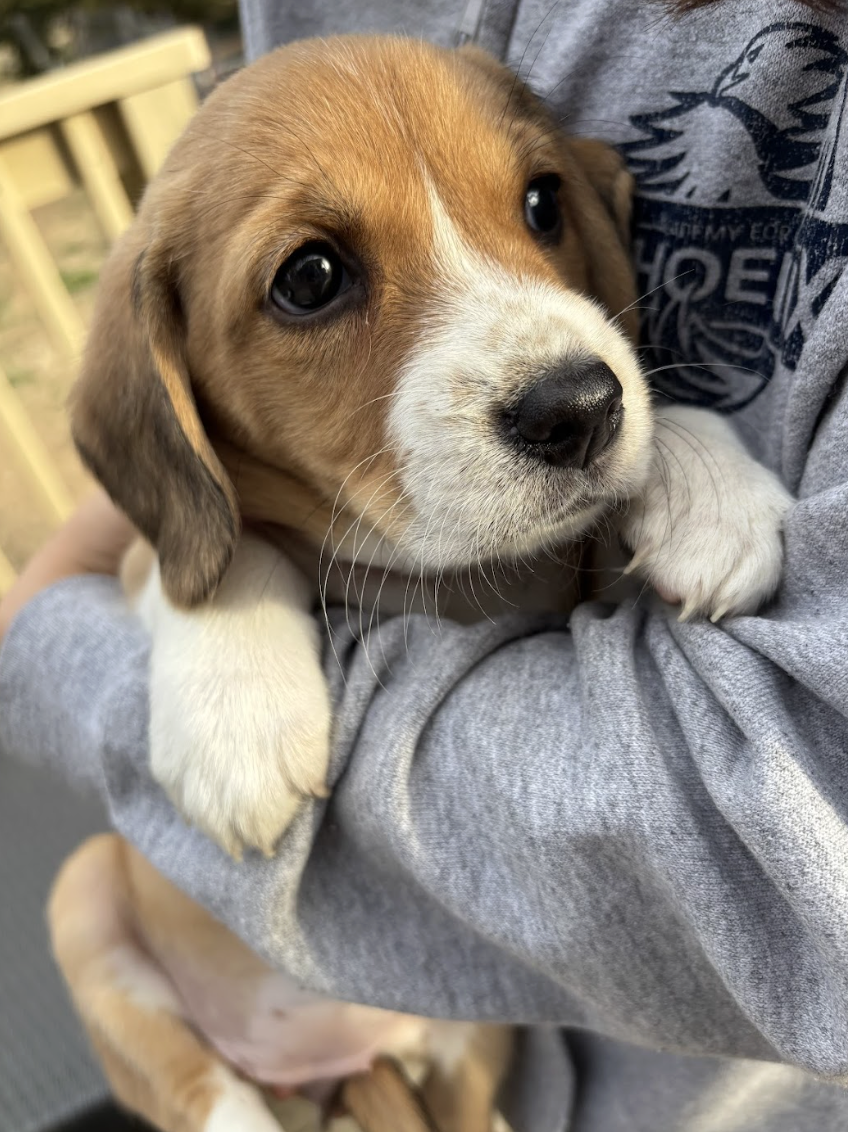 Screenshot 2026-02-21 at 4.43.54 PM.png