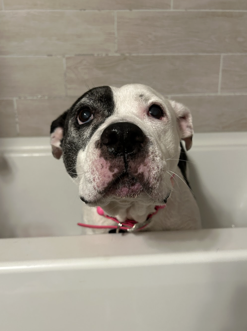 Screenshot 2026-03-30 at 6.30.21 PM.png