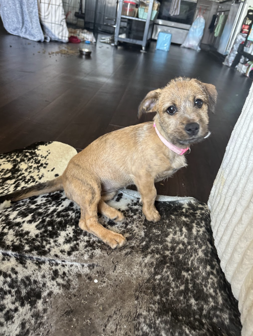 Screenshot 2026-02-13 at 4.47.00 PM.png