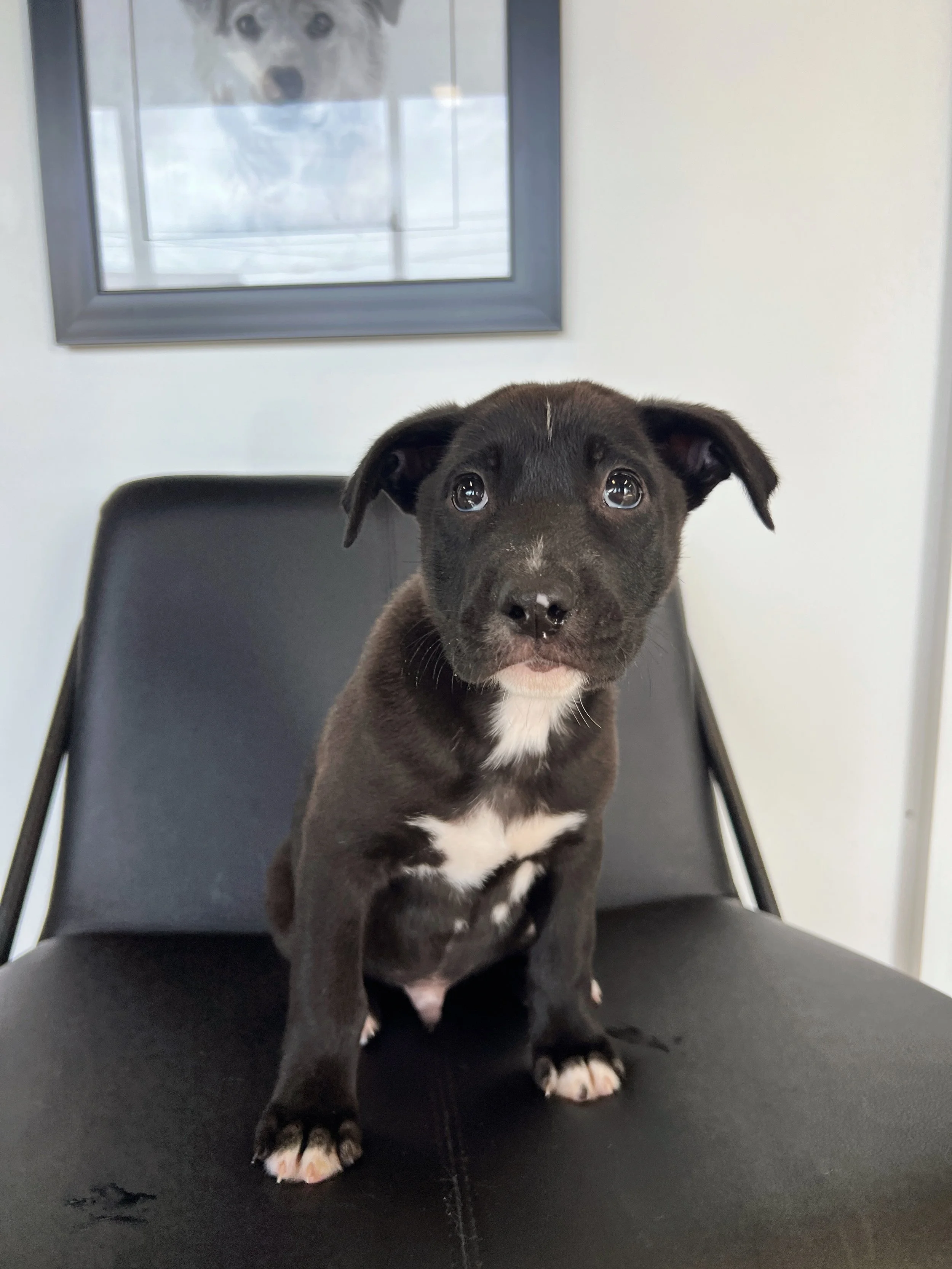 Pinot, the Wine Litter