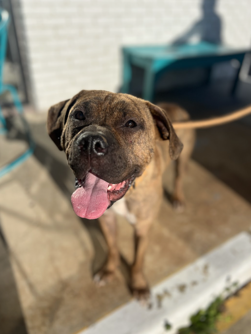 Screenshot 2026-01-10 at 11.46.00 AM.png