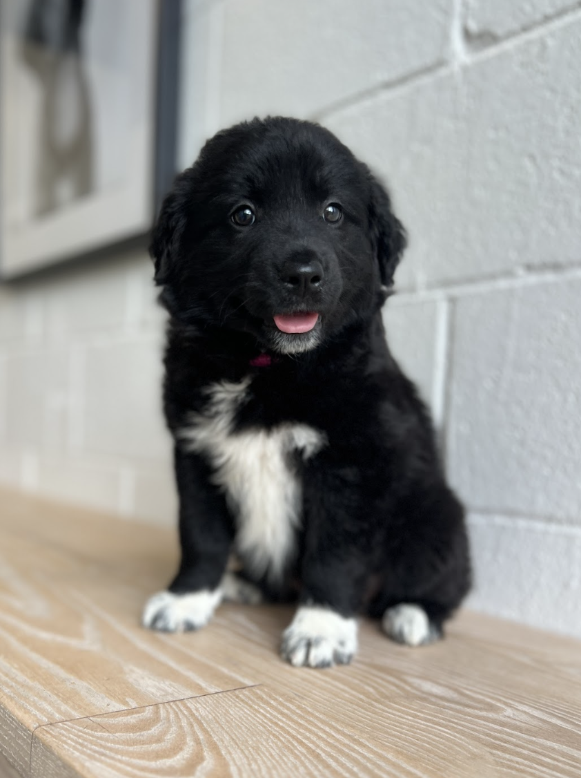 Screenshot 2026-04-16 at 4.19.58 PM.png