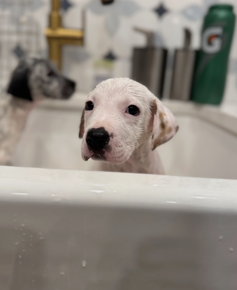 Screenshot 2026-01-24 at 3.49.42 PM.png