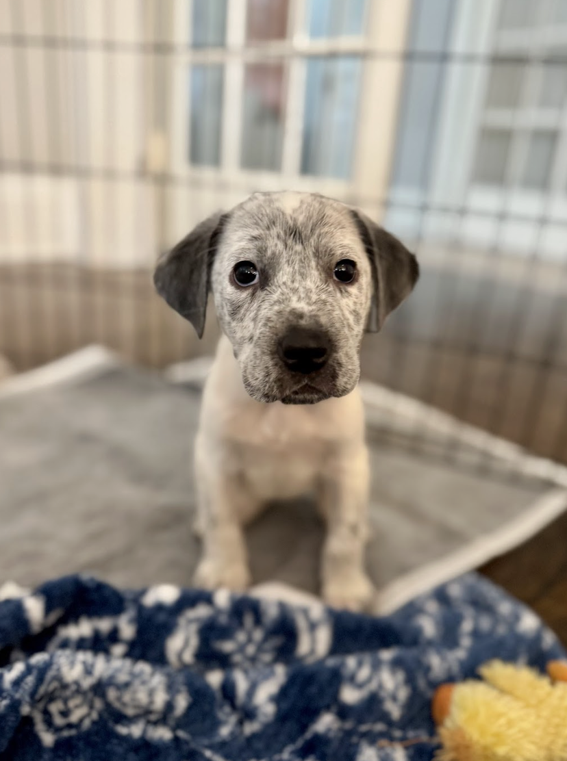 Screenshot 2026-01-24 at 3.47.06 PM.png