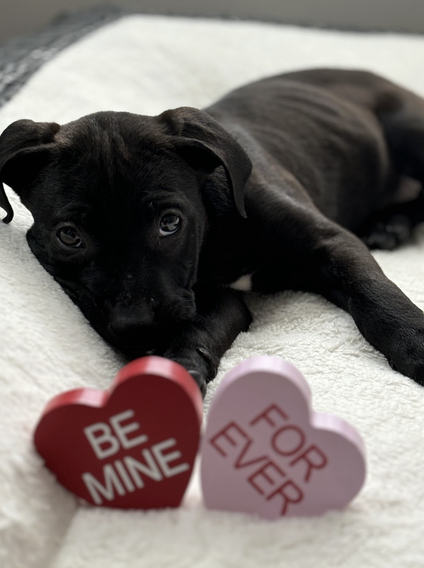 Screenshot 2026-02-20 at 3.57.53 PM.png