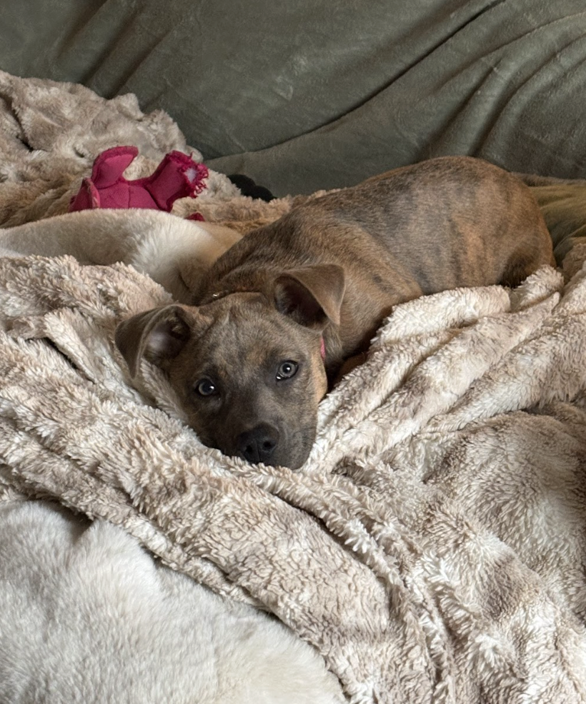 Screenshot 2026-02-20 at 4.14.45 PM.png