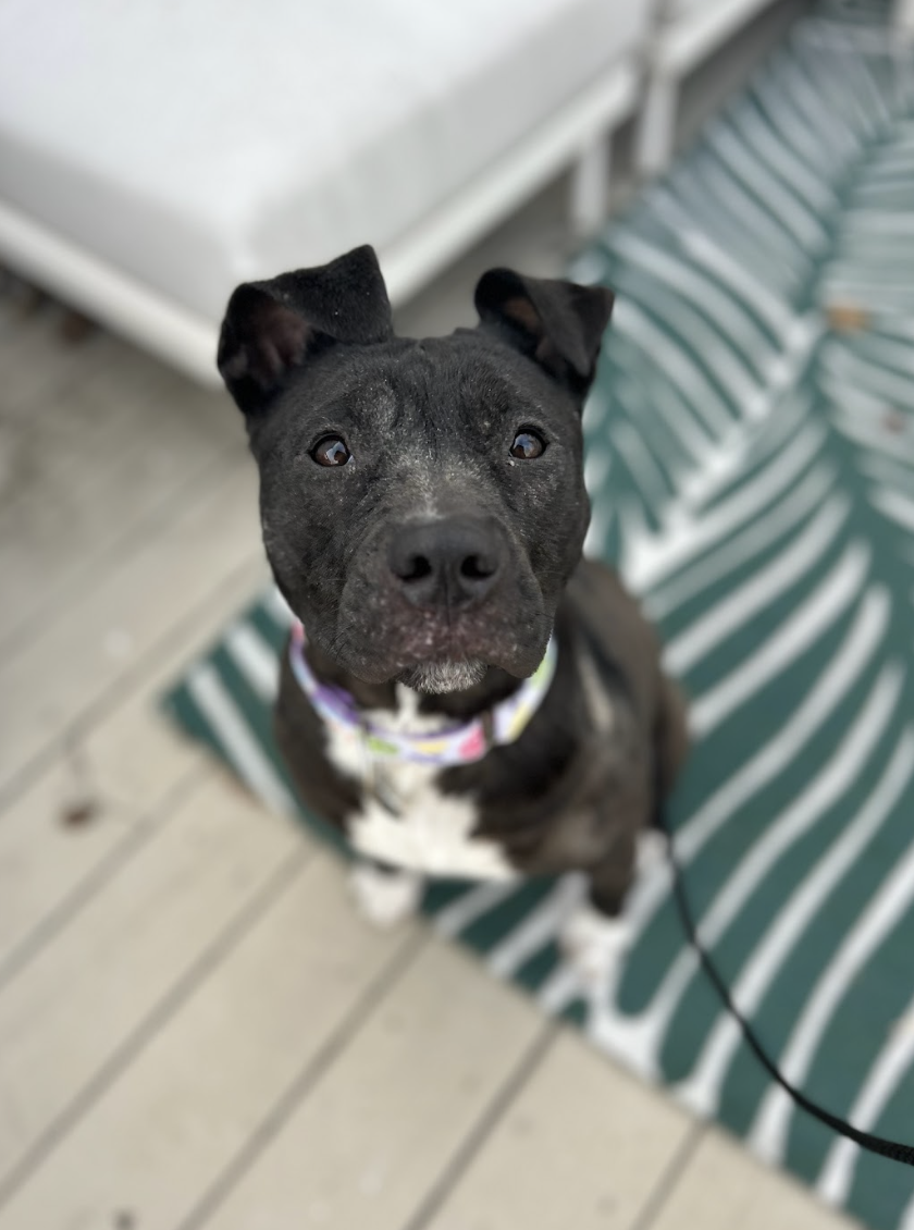 Screenshot 2026-02-13 at 4.56.07 PM.png