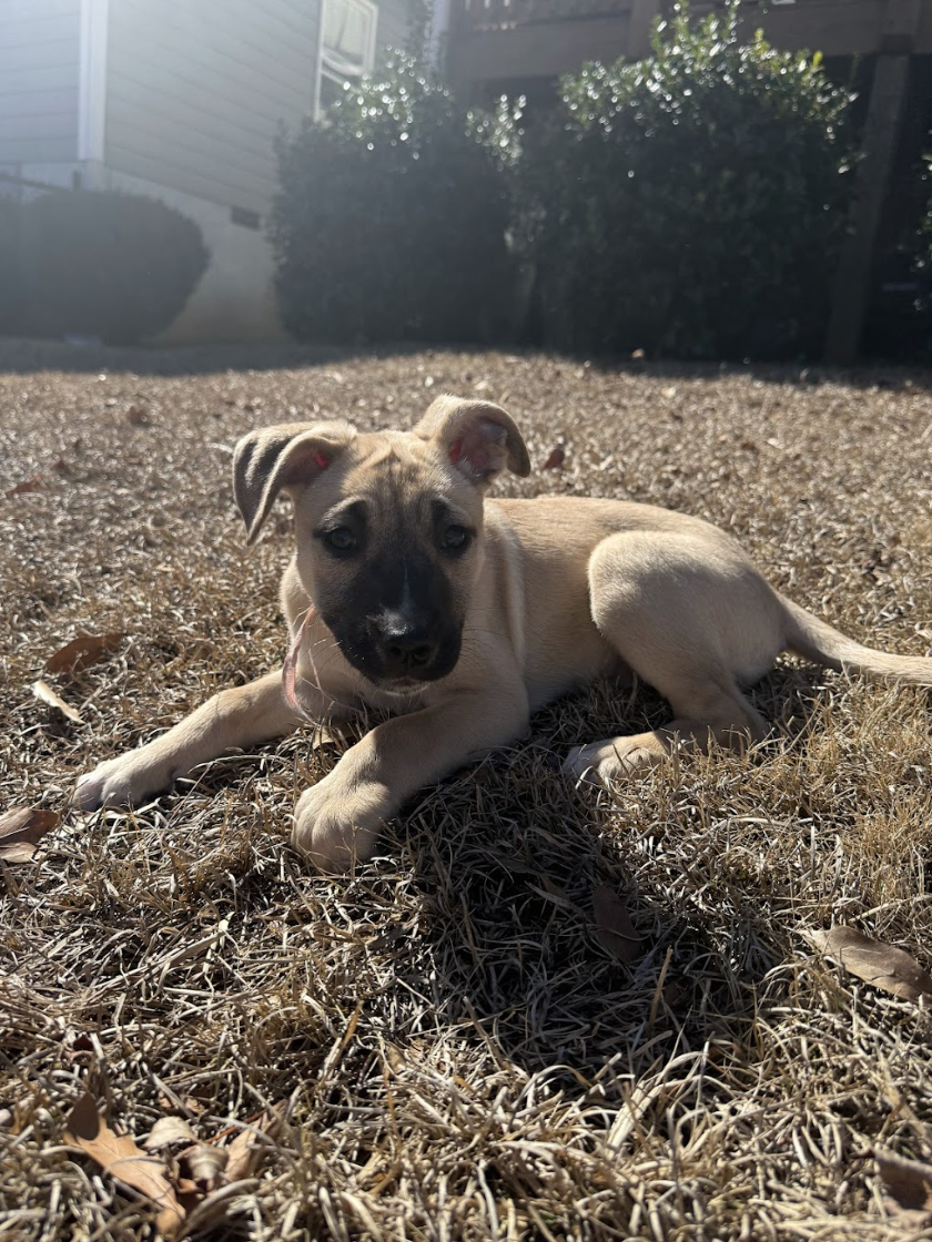 Screenshot 2026-02-20 at 4.06.11 PM.png