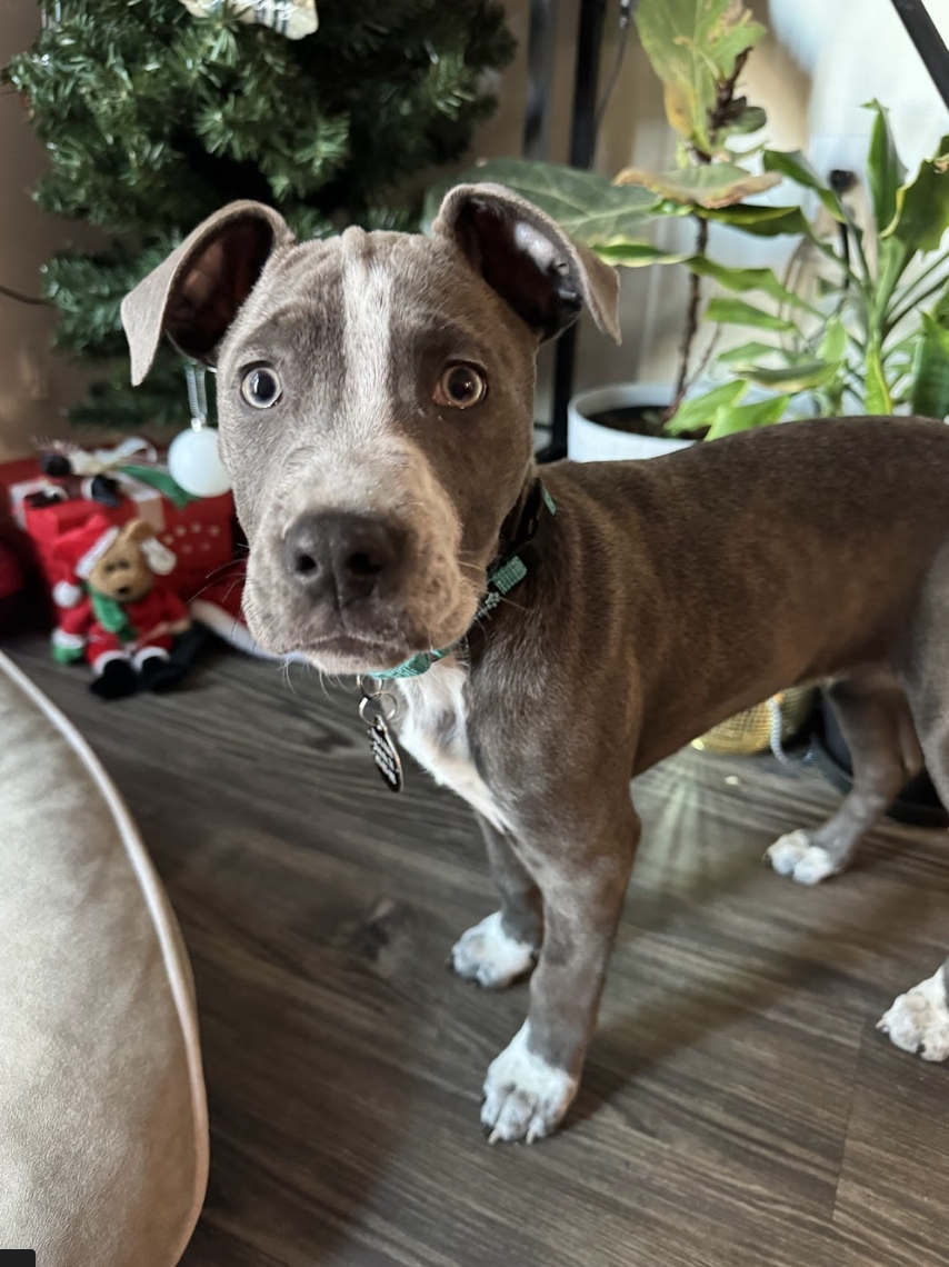 Screenshot 2026-01-08 at 1.29.41 PM.png