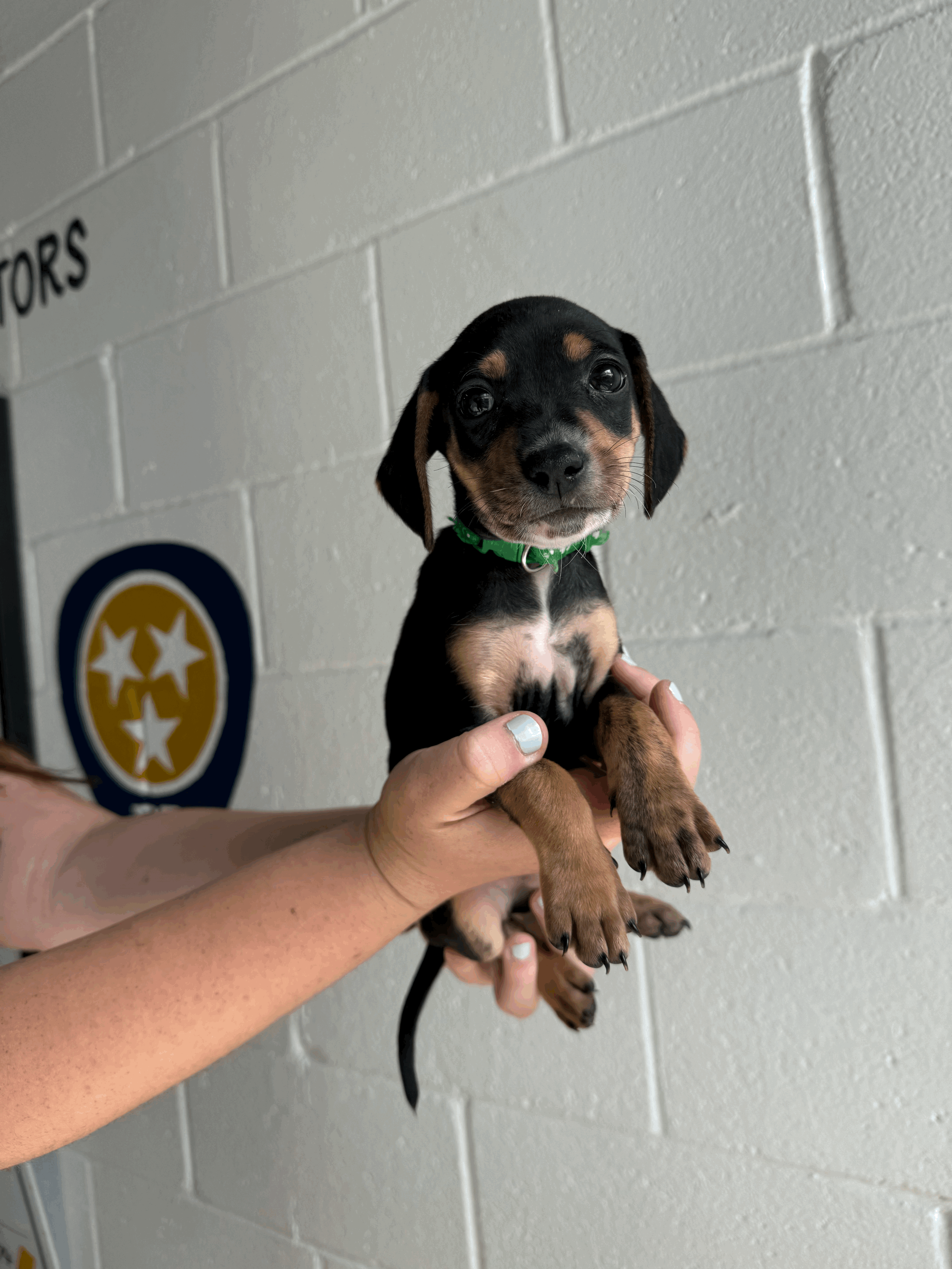 Presley — Wags and Walks