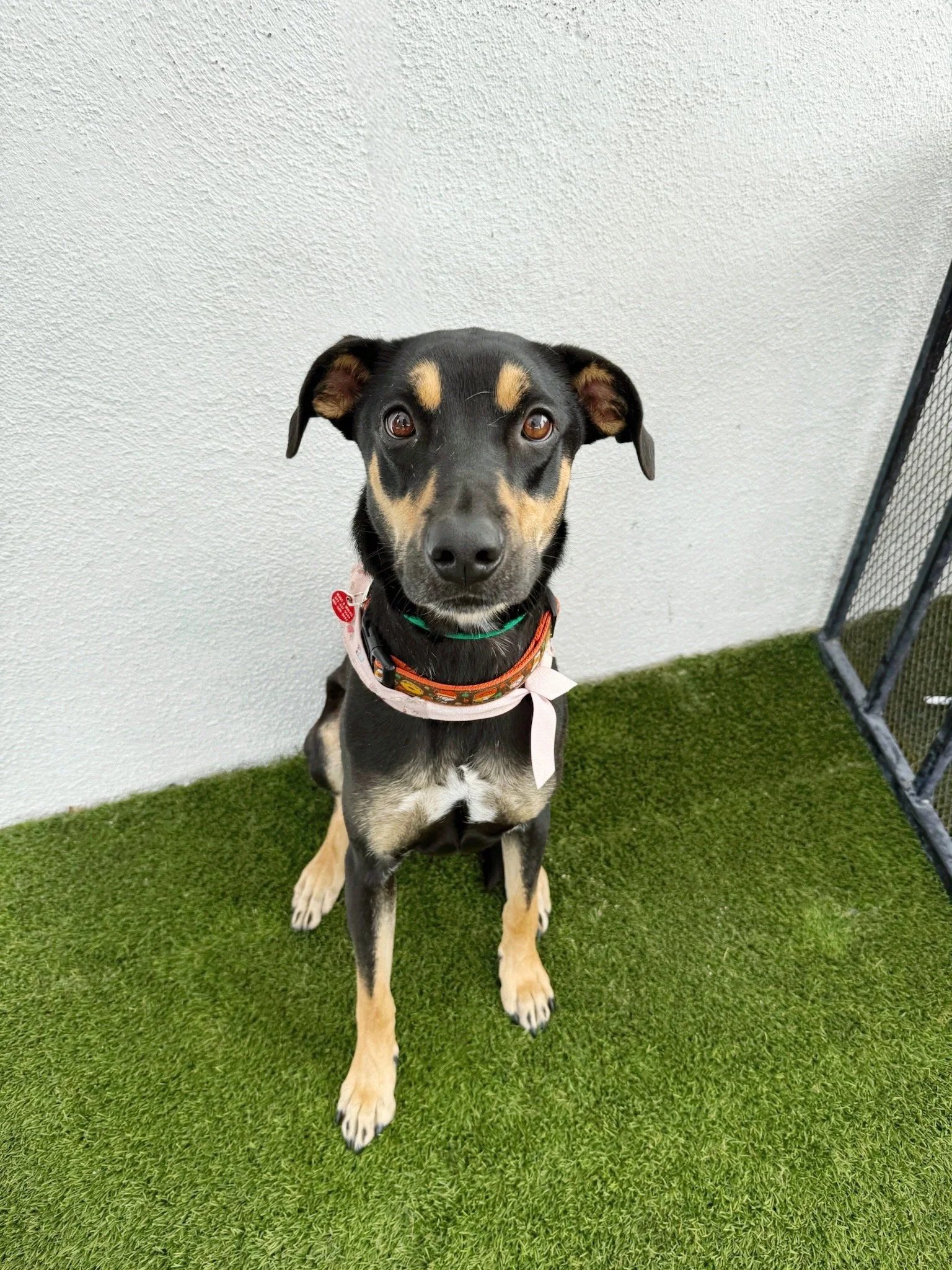 Cora