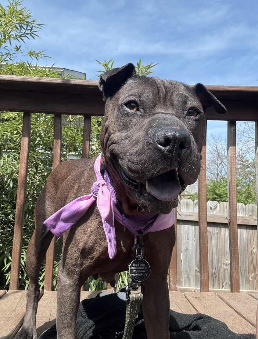 Screenshot 2026-04-08 at 3.22.14 PM.png