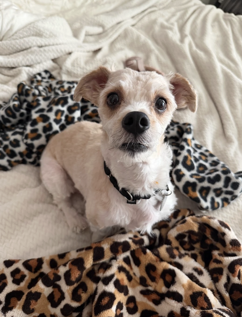 Screenshot 2026-04-16 at 7.08.39 PM.png