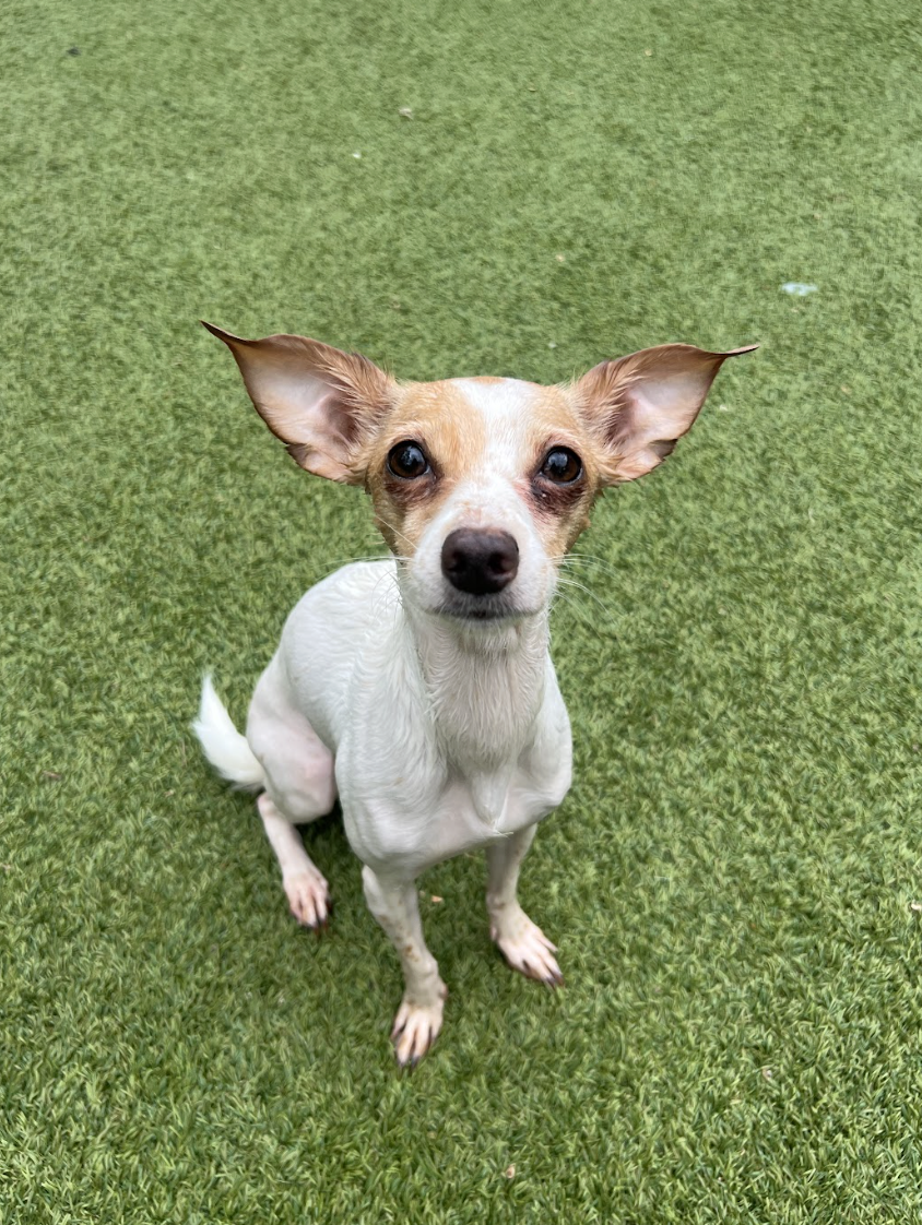 Screenshot 2026-04-16 at 5.09.02 PM.png