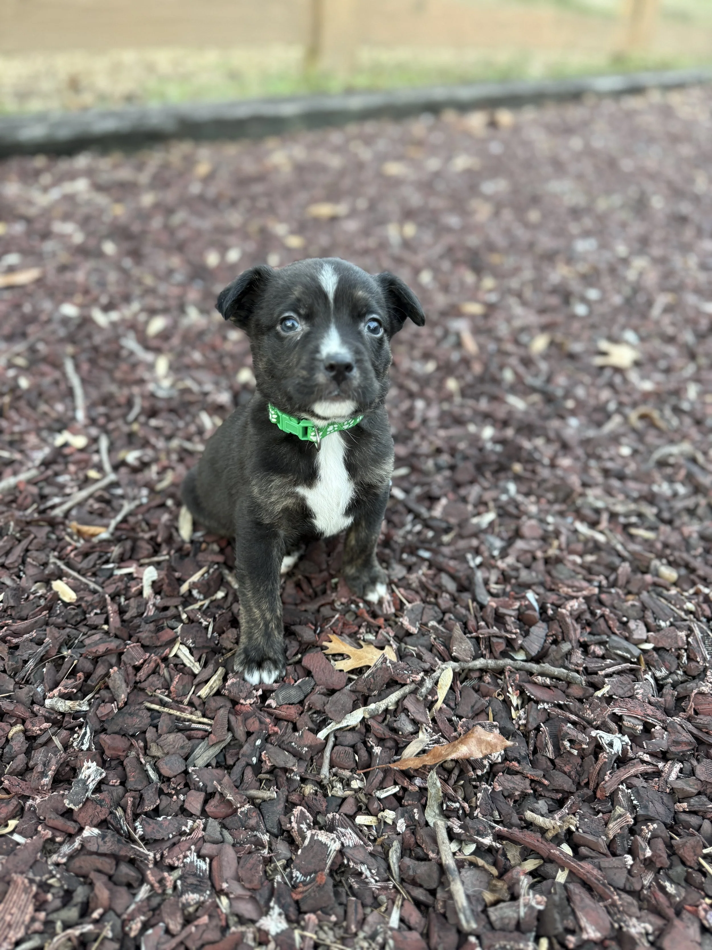 Patty, The Peanuts Litter