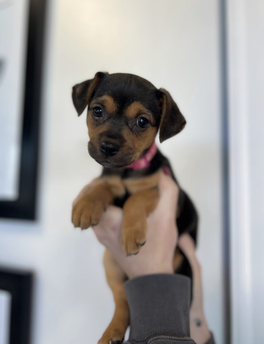 Screenshot 2026-02-13 at 4.40.14 PM.png