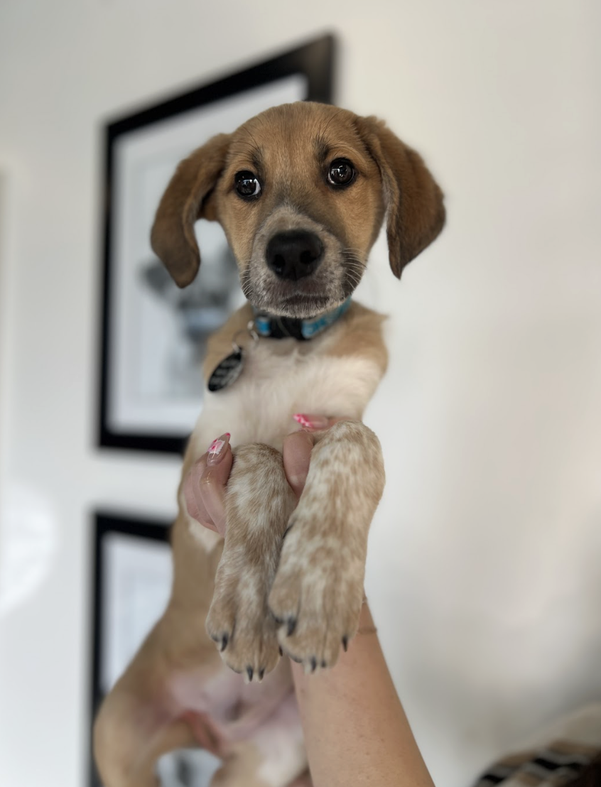 Screenshot 2026-02-12 at 4.40.11 PM.png