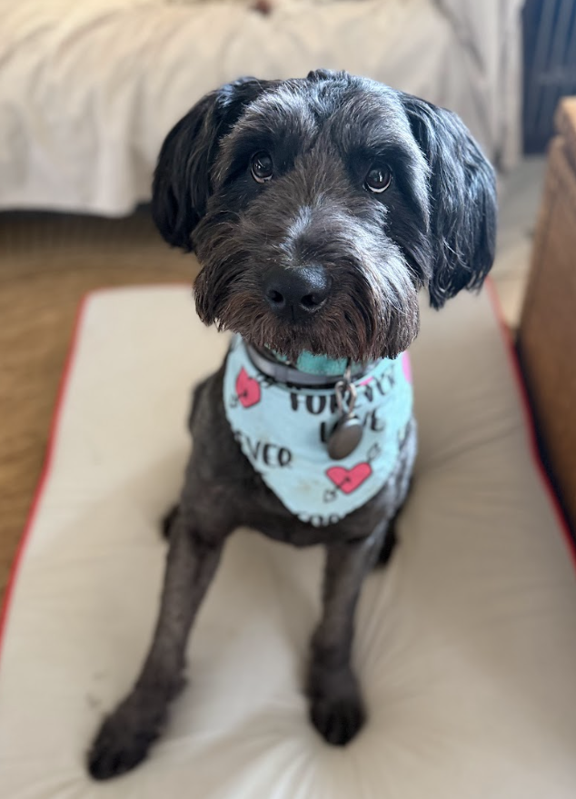 Screenshot 2026-02-11 at 4.07.41 PM.png