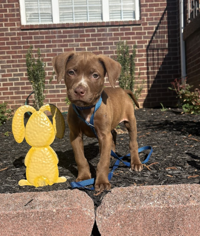 Screenshot 2026-04-08 at 3.55.43 PM.png