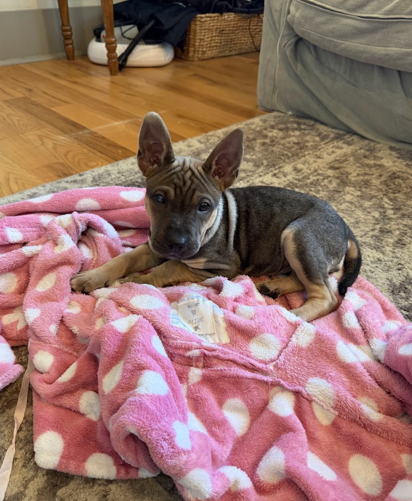 Screenshot 2026-04-08 at 3.29.44 PM.png