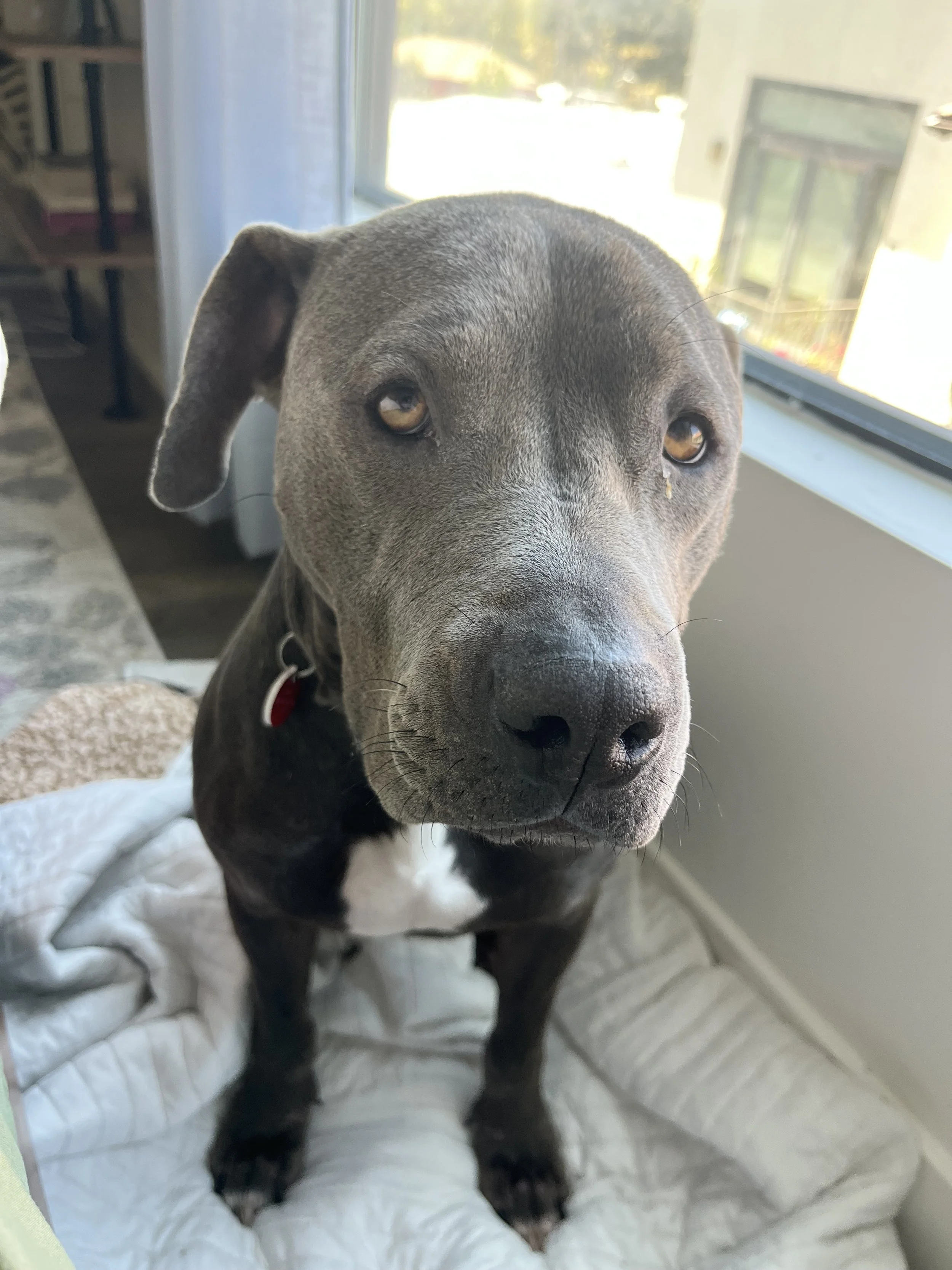 Tallulah
