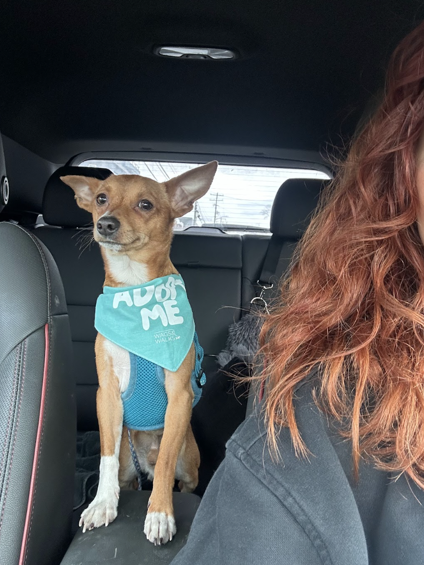 Screenshot 2026-02-26 at 12.57.55 PM.png