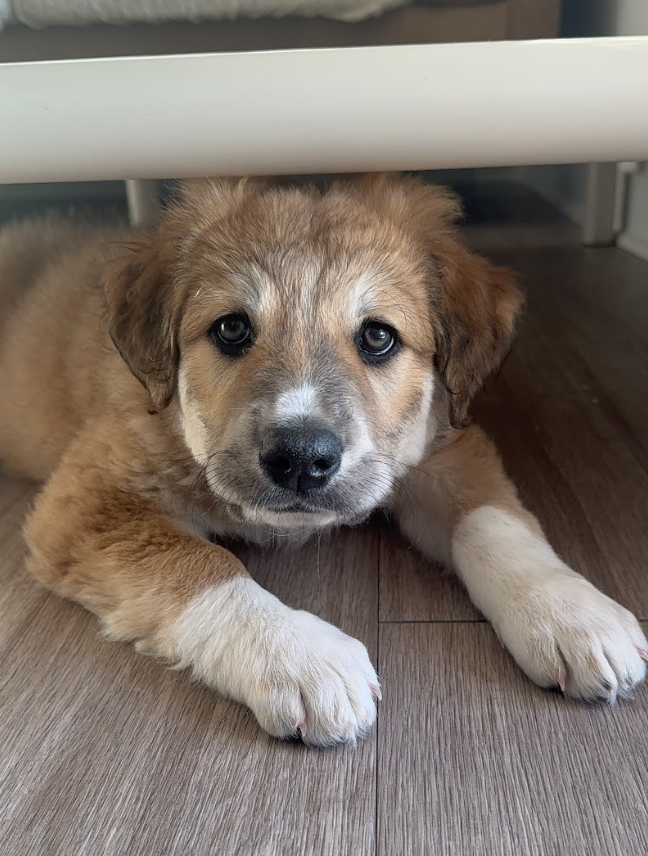 Screenshot 2026-04-23 at 6.48.47 PM.png