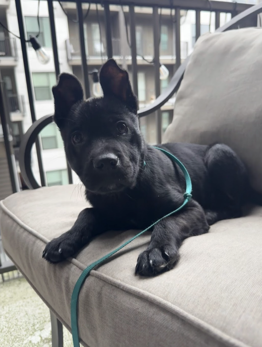 Screenshot 2026-02-20 at 3.43.43 PM.png