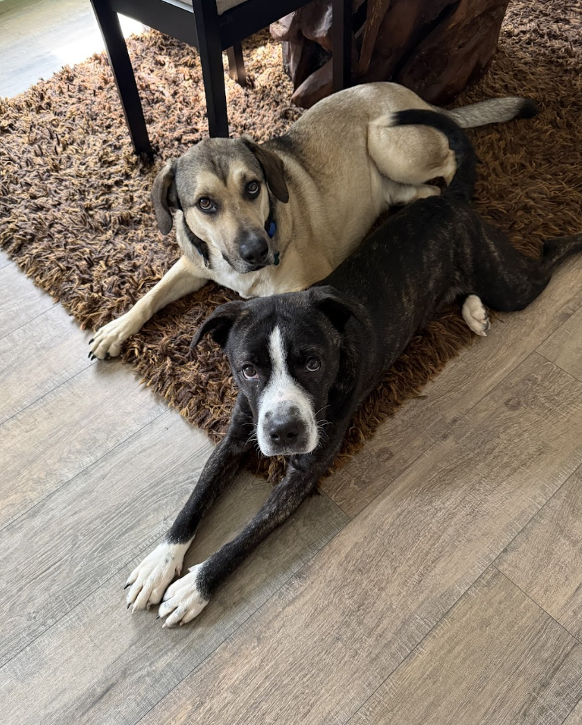 Screenshot 2026-04-07 at 5.01.32 PM.png