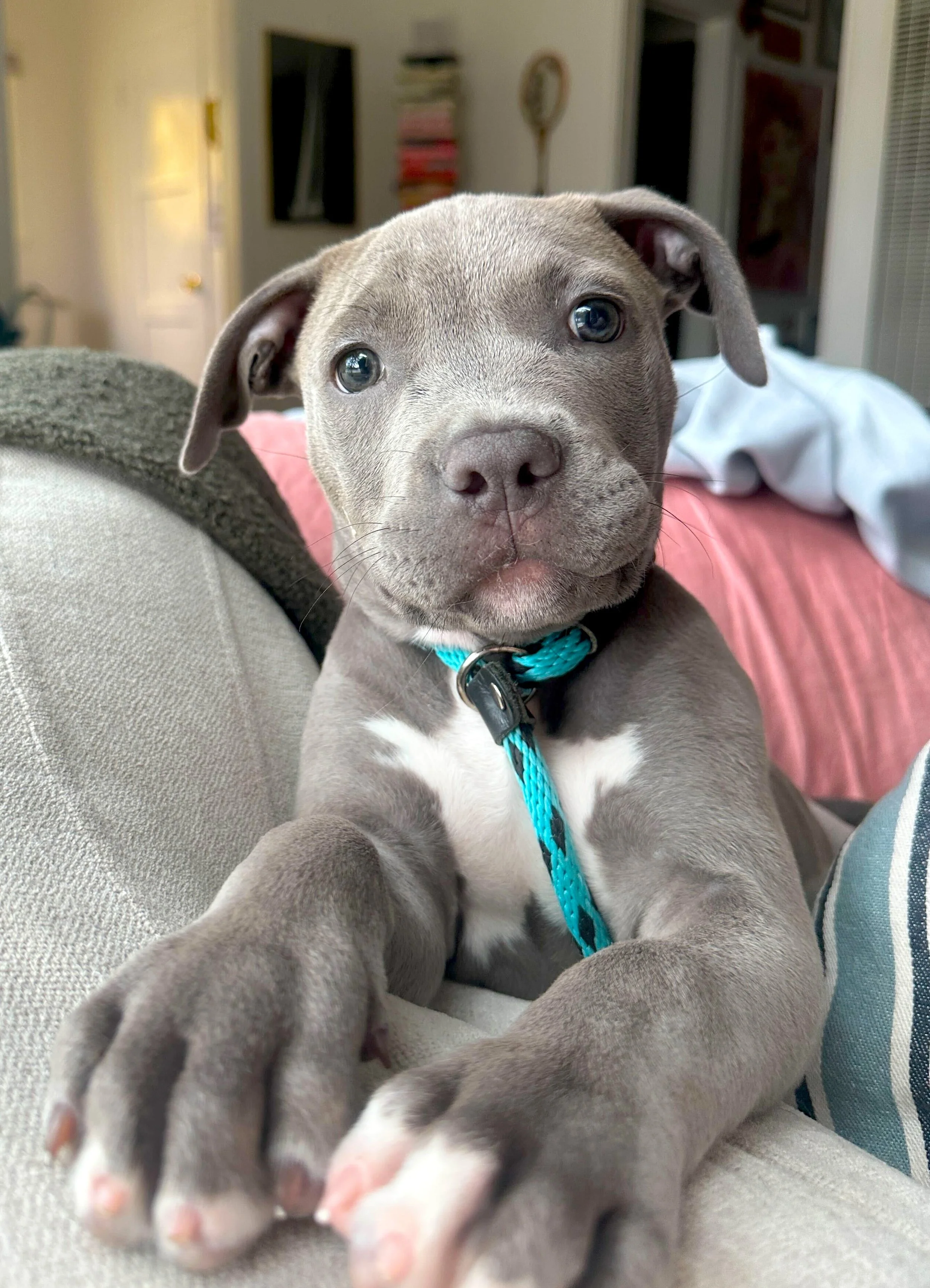 Bruiser