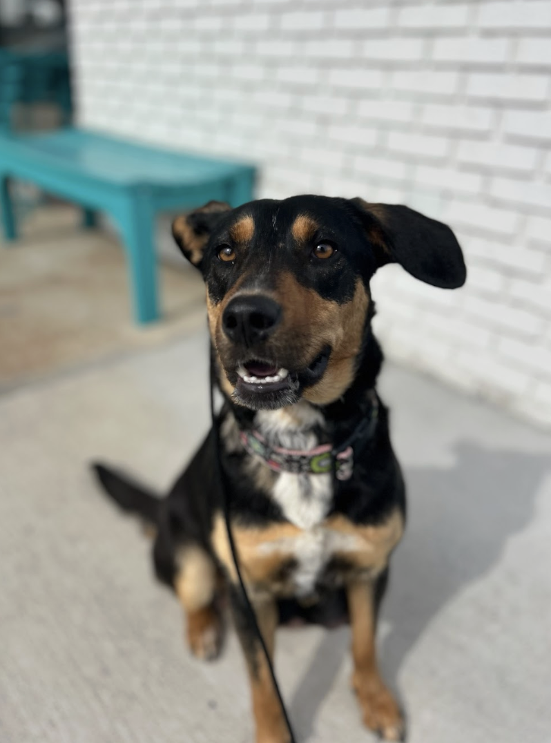 Screenshot 2026-02-17 at 3.38.28 PM.png