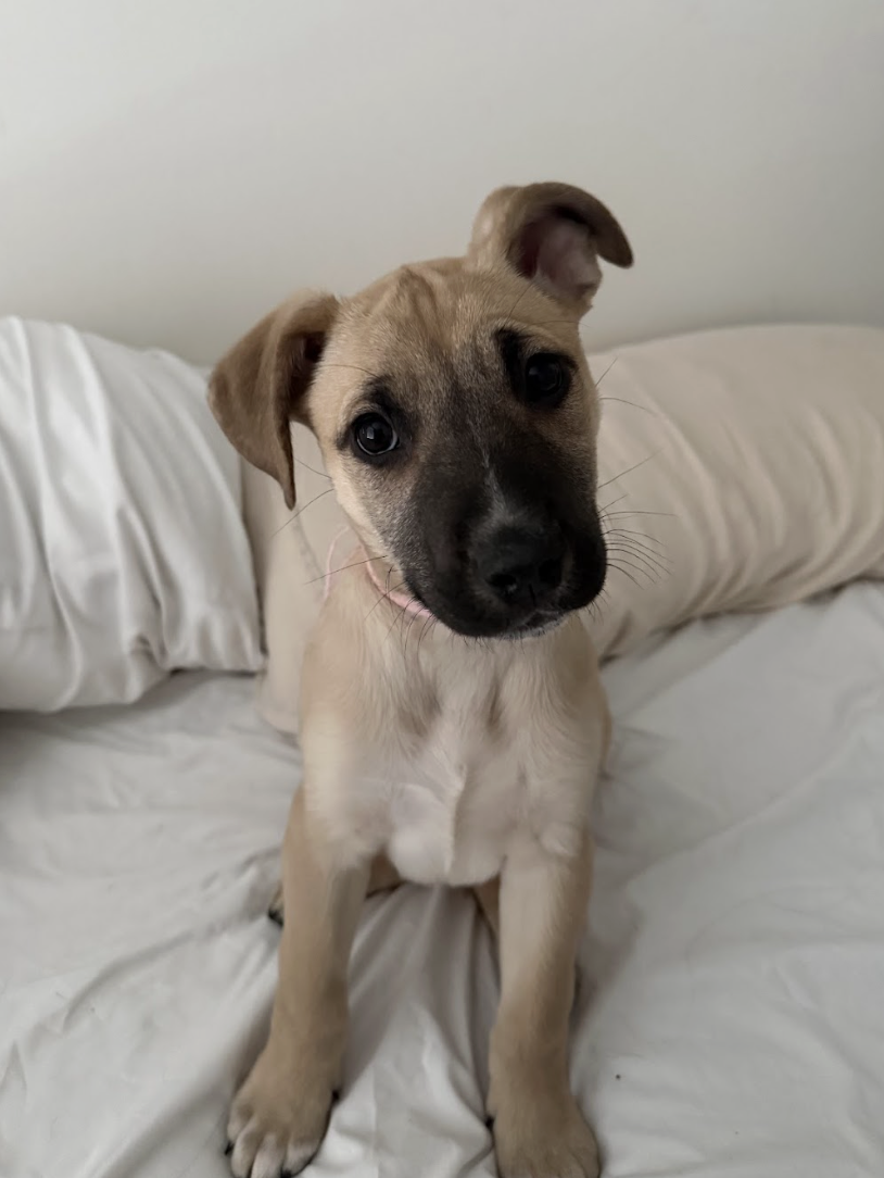 Screenshot 2026-02-20 at 4.07.02 PM.png