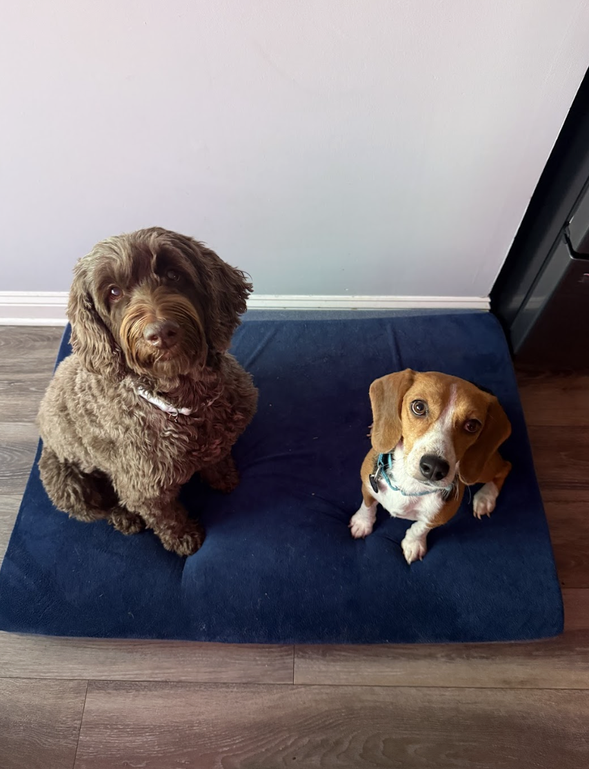 Screenshot 2026-02-21 at 4.34.06 PM.png