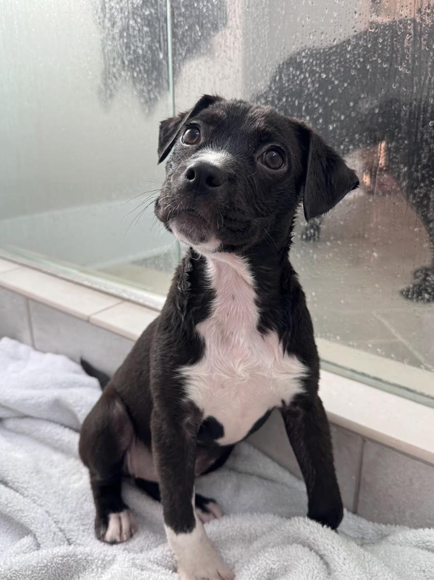 Screenshot 2026-02-20 at 3.45.58 PM.png