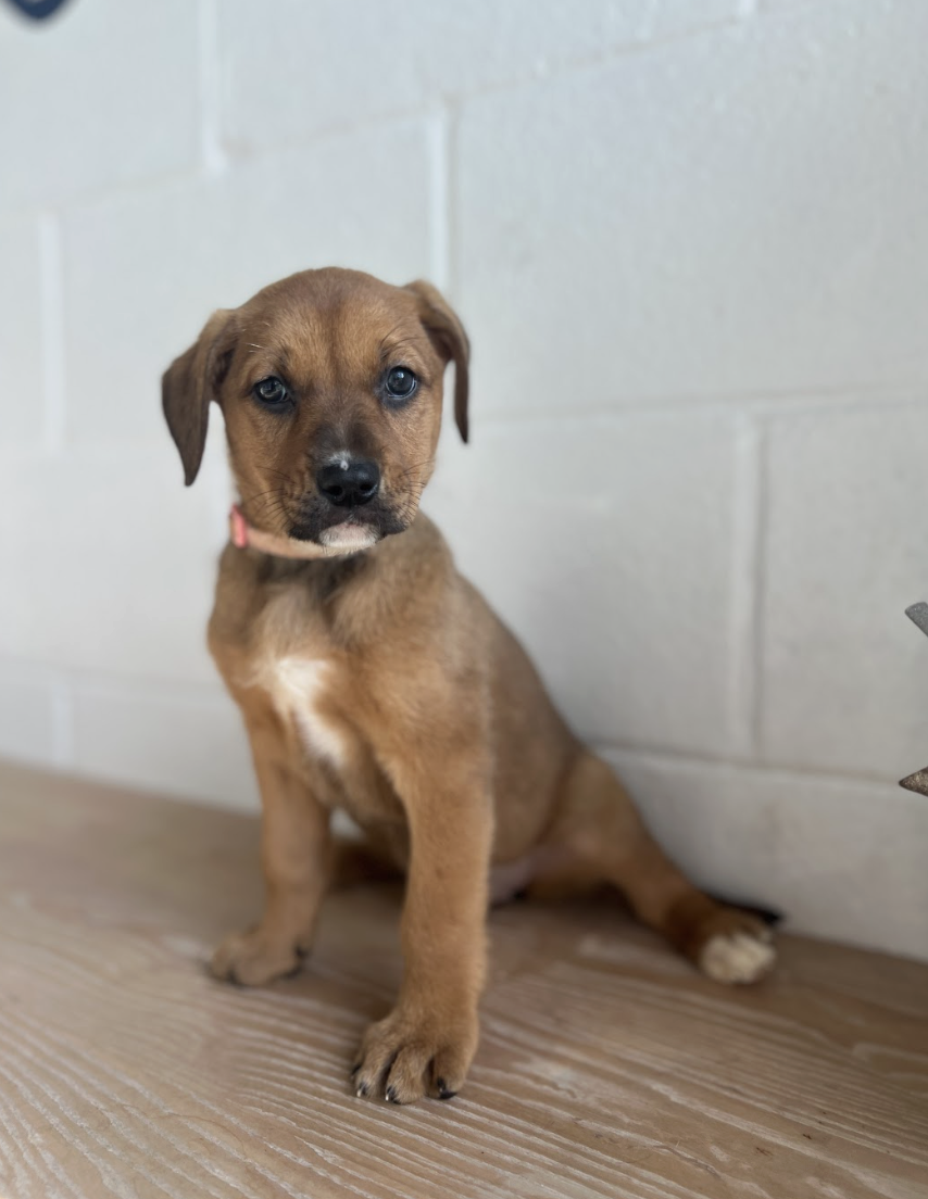 Screenshot 2025-12-18 at 1.45.11 PM.png