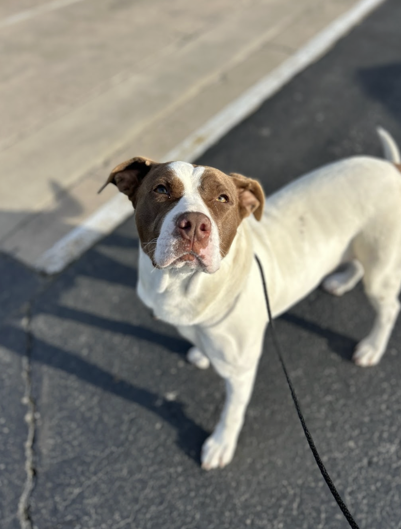 Screenshot 2026-02-25 at 12.57.09 PM.png