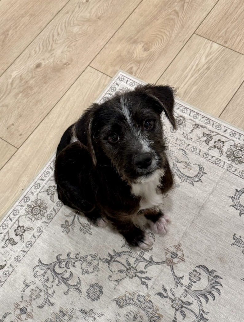 Screenshot 2026-02-13 at 4.55.15 PM.png