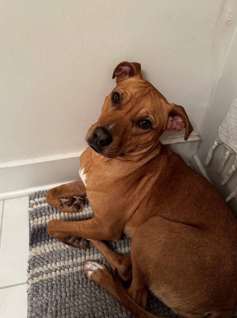 Screenshot 2026-04-22 at 5.25.41 PM.png