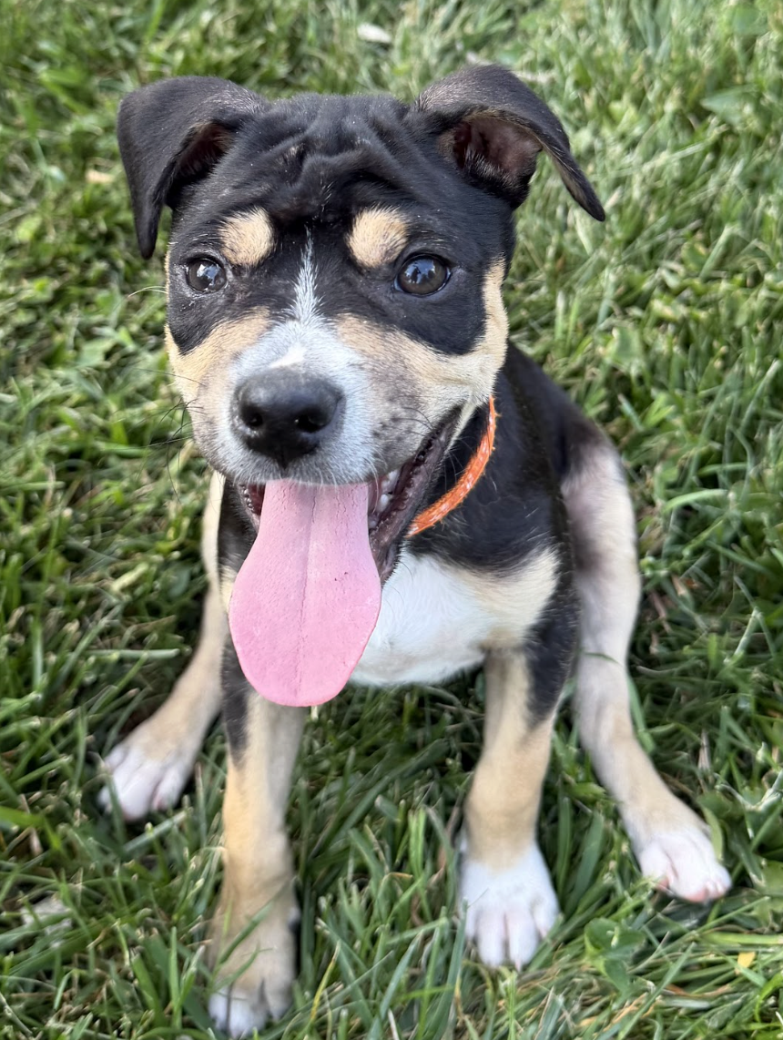 Screenshot 2026-04-28 at 2.00.00 PM.png