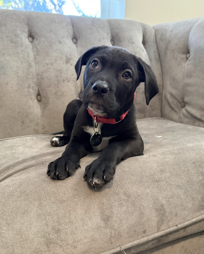 Screenshot 2026-02-20 at 3.53.38 PM.png